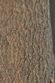 Image result for Heywoodia