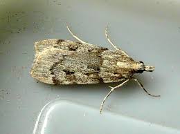 Image result for Scoparia subfusca