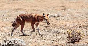 A bit of background on endangered species and animals. The Most Endangered Animals In Africa Safaribookings