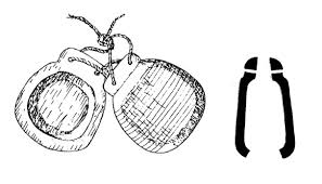 Ver más ideas sobre viejitos, ilustraciones, dibujos. El Sol Dios Y Cristo Xiii Las Danzas De Origen Colonial Centro De Estudios Mexicanos Y Centroamericanos