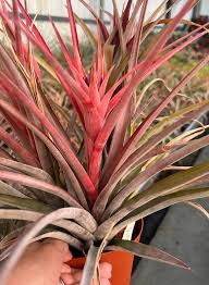 Image result for Trichilia capitata