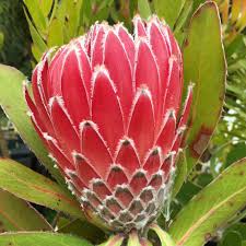 Image result for Protea rupestris