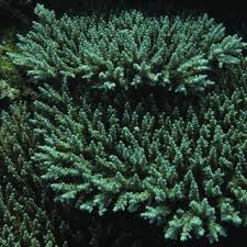 Image result for Selago coerulea