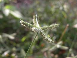 Image result for Dactyloctenium aegyptium
