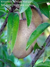 Image result for Manilkara zapota