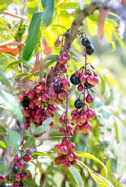 Image result for Lepisanthes