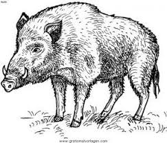 Wildschweine Ausmalbilder Ausmalbilder Wildschweine Wildschwein Schwein Illustration Ausmalen