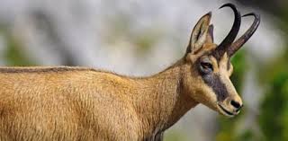 None of the swiss lines were kept pure or recognized as a separate breed in alpine herdbooks. How Much Do You Know About The Chamois Colored Goat Proprofs Quiz