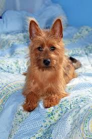 Maybe you would like to learn more about one of these? 150 Australian Terrier Ideas Australian Terrier Terrier Silky Terrier