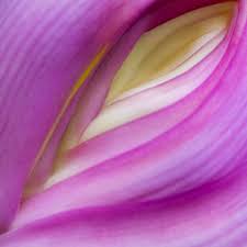 Georgia O Keeffe Flower Painting Names Georgia O Keeffe Georgia Okeefe Georgia O Keeffe Paintings