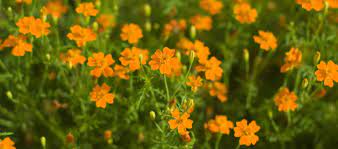 Best flowering ground cover for florida. Great Groundcover Plants For South Florida Landscaping