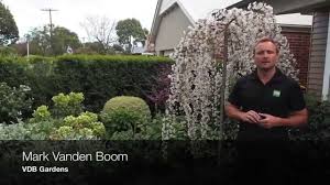 The arching branches produce small black cherry fruits after flowering and dark green leaves that turn orange and bronze shades in the fall. Vdb Gardens Weeping Cherry Trees Youtube