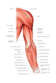 The arms are the most used body parts and they can be subjected to much pressure and strain. Arm Muscles Anatomy Anatomy Drawing Diagram