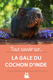 Epingle Sur Cochon D Inde Hamster