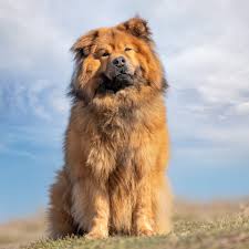 Image result for chow chow