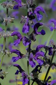 Image result for Achyrospermum schimperi