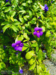 Image result for Thunbergia graminifolia