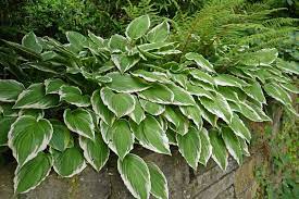 We were aware of that too, which is why we developed this special growxplo™!we know how annoying it is when your favourite plants dry Hosta Hybride Francee Weissrandfunkie