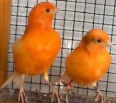 Der kanarienvogel ist in seiner wildform auf den kanarischen insel beheimatet. Kanarienvogel Wellensittiche Nymphensittiche In Der Natur Ware Ein Offensichtlich Kranker Vogel Ein Ideales Opfer Seiner Fressfeinde Zudem Werden Solche Vogel Aus Einem Schwarm Leicht Ausgestossen Vogel Zeigen Deshalb Erst Sehr Spat Fur Den
