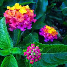Pin On Mygardenanswers