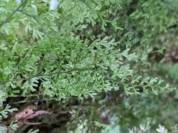 Image result for Hymenophyllaceae