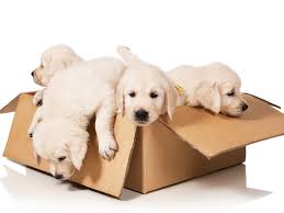 Get a monthly subscription box of cat treats, cat toys, and other products for your cat or kitten! Monthly Treat Boxes For Dogs Cats And Rabbits With A Discount Clent Hills Vets