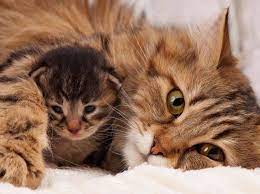 Doch wann kann man katzenbabys abgeben, ohne sie in ihrer entwicklung zu gefährden? Wenn Katzenbabys Zu Fruh Abgegeben Werden Probleme