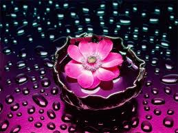 We did not find results for: 20 Beautiful Flower Wallpapers Free Premium Templates