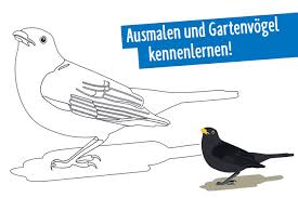 Zehn Vogel Ausmalbilder Nabu