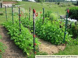2 day free shipping on 1000s of products! Grow Pole Beans On A Bean Trellis For Easy Picking And Preserving