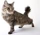 Longhaired Cat Breeds | Purina