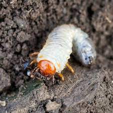 Nemasys Chafer Grub Killer 100sqm Spring Application Plant Protection Pest Control Tsunamicompany Insect Control