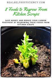 8 Foods To Regrow From Kitchen Scraps Organic Vegetable Garden Growing Vegetables Grow Your Own Food