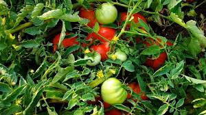 Ικανοποίηση από τον incofruit για την συμφωνία της νέας εταιρικής σχέσης. Agrotikes Kalliergeies Ekpaideyontai Paragwgoi Gia Na Antimetwpisoyn Thn Kastanh Rytidwsh Poy Apeilei Ntomates Piperies Agrocapital Gr