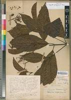 Image result for Corynanthe