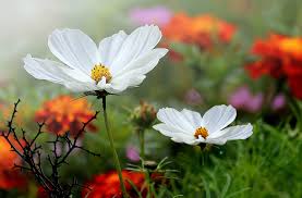 We did not find results for: Flowers Small Garden Free Photo On Pixabay