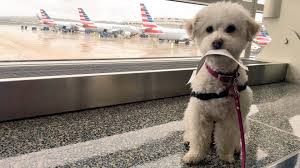 That's why we're committed to keeping your dogs, cats, hamsters, and more safe and sound on their trip. How Much Does It Cost To Fly Private With Your Dog Airline Charter Pet Travel Pricing