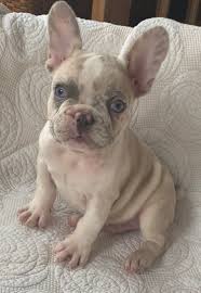 It's true that frenchies simply catch everyone's eye like magnets. Sold Oscar Lilac Merle French Bulldog Male The French Bulldog