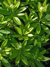 Which might be why my sweet woodruff, which looked fine in july, now looks positively cheerful. Galium Odoratum Sweet Scented Bedstraw Sweet Woodruff Go Botany