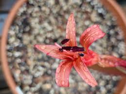 Image result for Brunsvigia