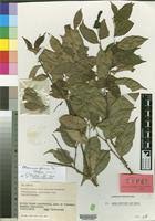 Image result for Chaetocarpus