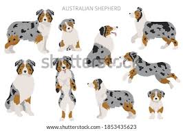 These happy, friendly australian shepherd puppies are very playful! Puppy Clipart Yorkie Of Dogs Winging Australian Shepherd Clipart Stunning Free Transparent Png Clipart Images Free Download