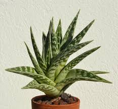 Comment entretenir son aloe vera ? Aloes Planter Et Cultiver Ooreka