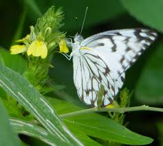 Image result for Justicia flava