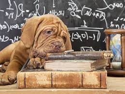Informationen aus erster hand, also von menschen, die hunde besitzen und tagtäglich erfahrungen mit diesen wundervollen wesen sammeln, sind für uns die wertvollsten, die es gibt. Tolle Hundetricks Zum Nachmachen
