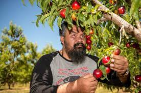 Saiful hasam, a reporter with a malay daily. Malaysians Falling For Fruit Picking Scams Have Become Slaves Working On Australian Farms
