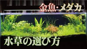 金魚 メダカ水槽 5分でわかるco2がいらない丈夫な水草の選び方 水草動画ブログ