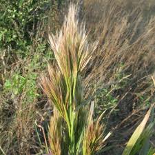 Image result for Andropogon amethystinus