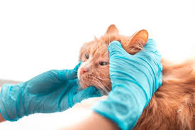If the anemia is caused by a chronic disease, the disease can mask them, so that the anemia might be anemias associated with bone marrow disease. Anemia In Cats Causes Symptoms Treatment We Re All About Cats