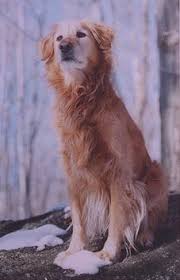 Lotus the Wonderdog